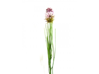 ED/"Caryopteris" Floare artificiala Pink H48, 1 pcs
