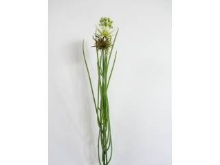 ED/"Caryopteris" Floare artificiala Green H48, 1 pcs